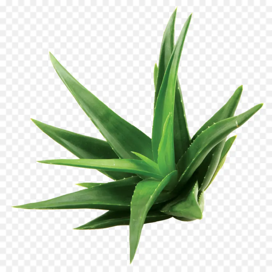 Aloe Vera，Extracto De PNG