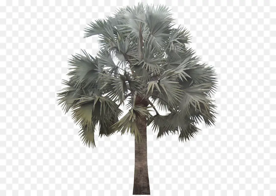 Arecaceae，Bismarckia PNG