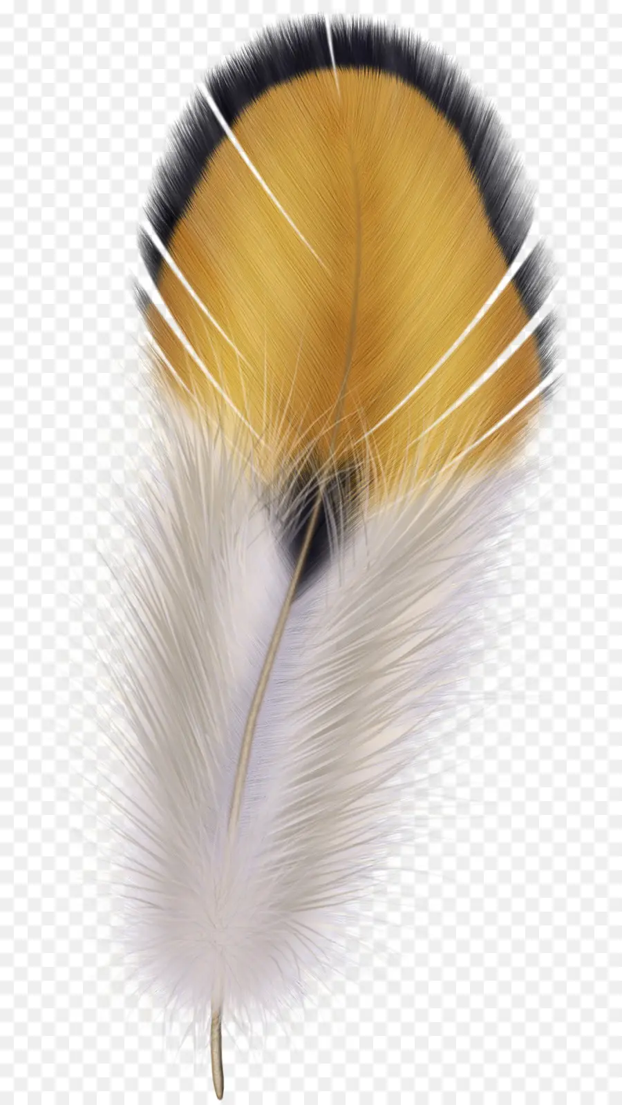 Pájaro，Pluma PNG