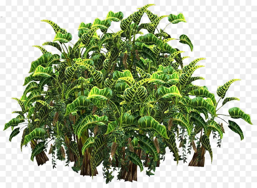 Plantas Tropicales，Verde PNG