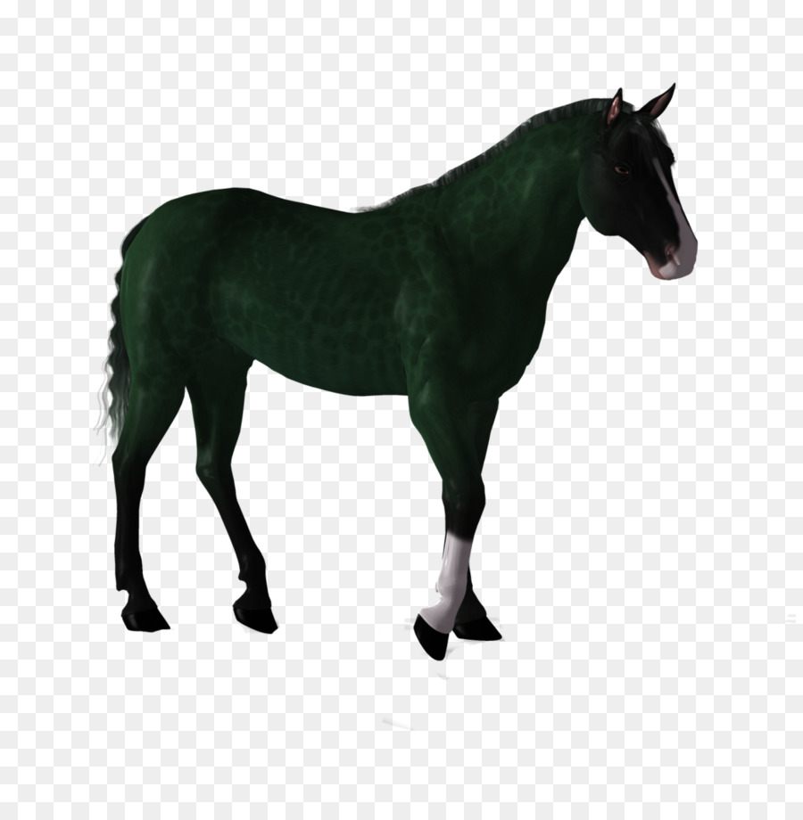 Fotografía De Stock，Horse PNG