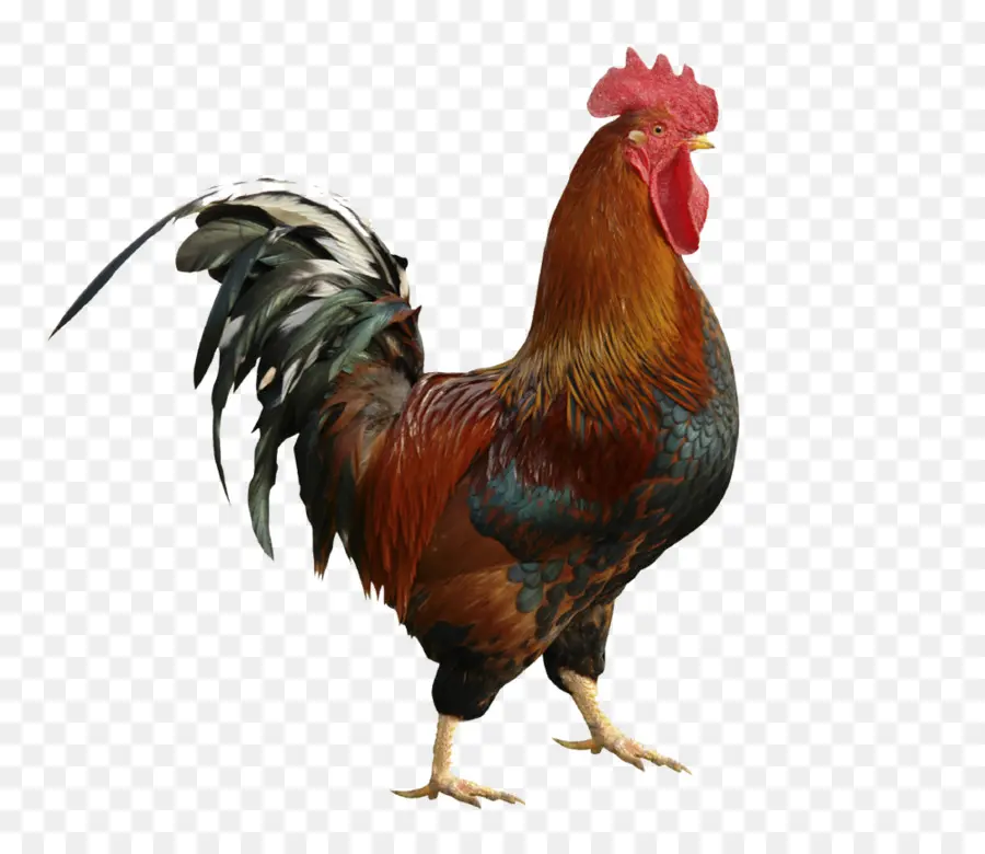 Gallo，Doce Césares PNG