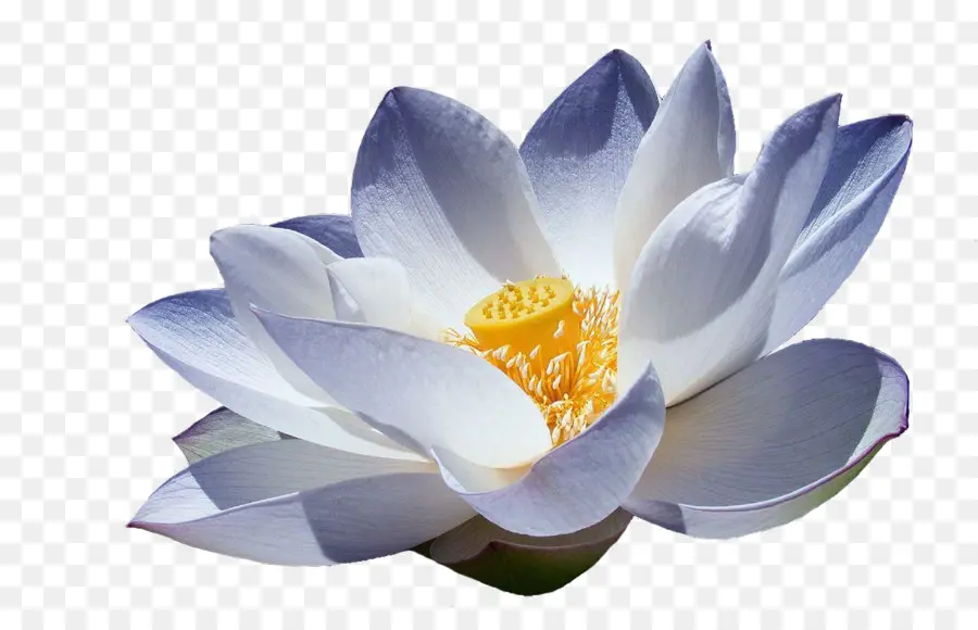 Nelumbo Nucifera，Lotus PNG