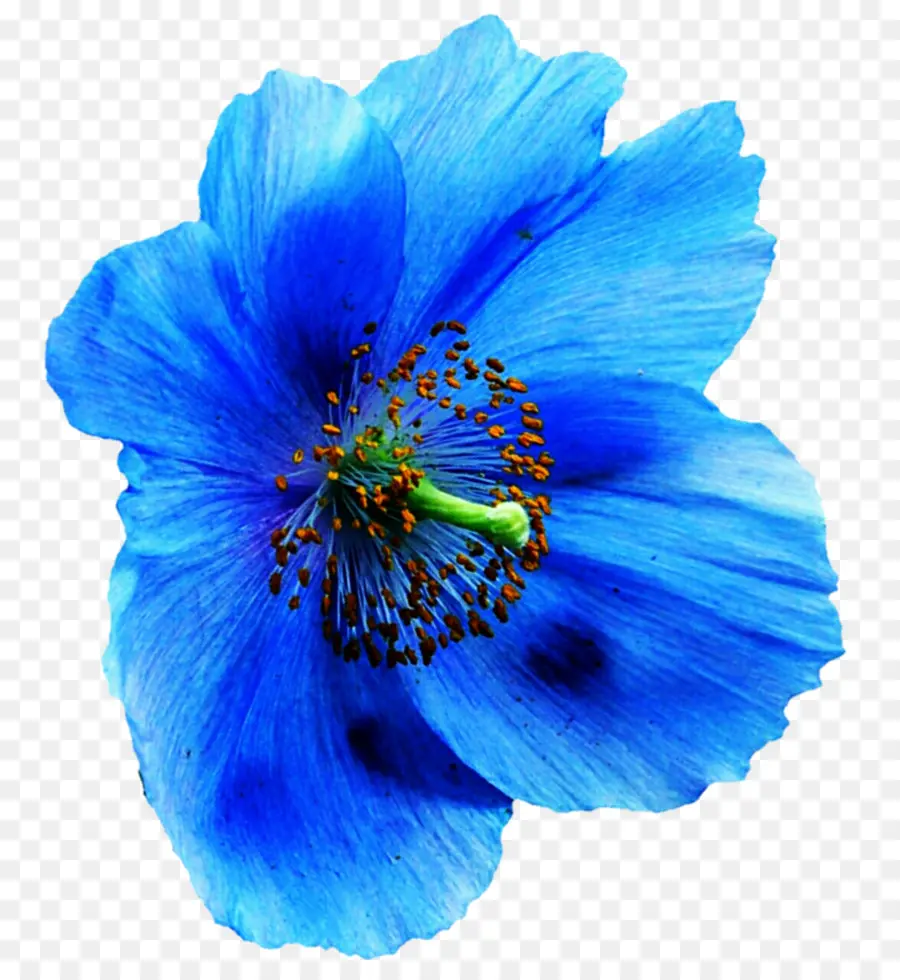 Flor Azul，Florecer PNG