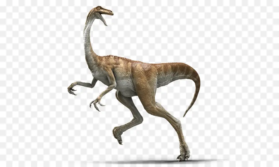 Gallimimus，Velociraptor PNG