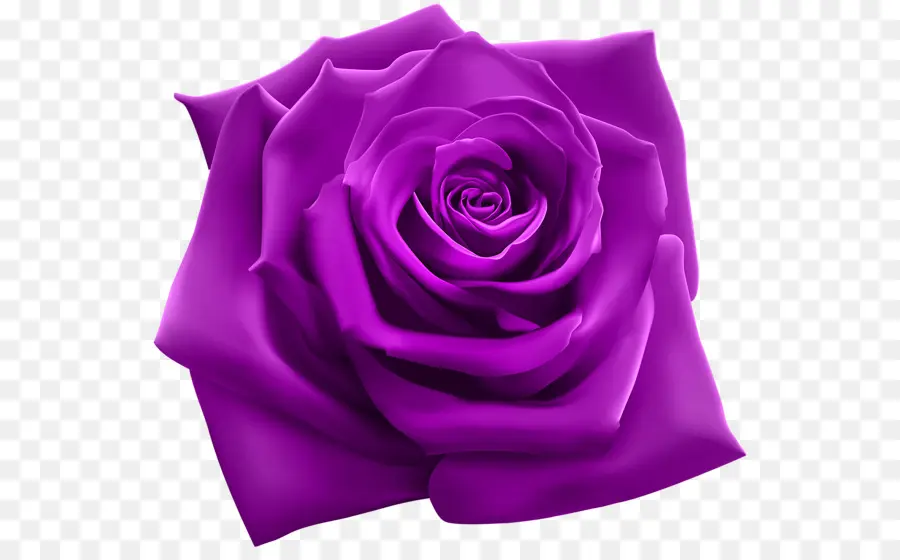 Rosa，Púrpura PNG