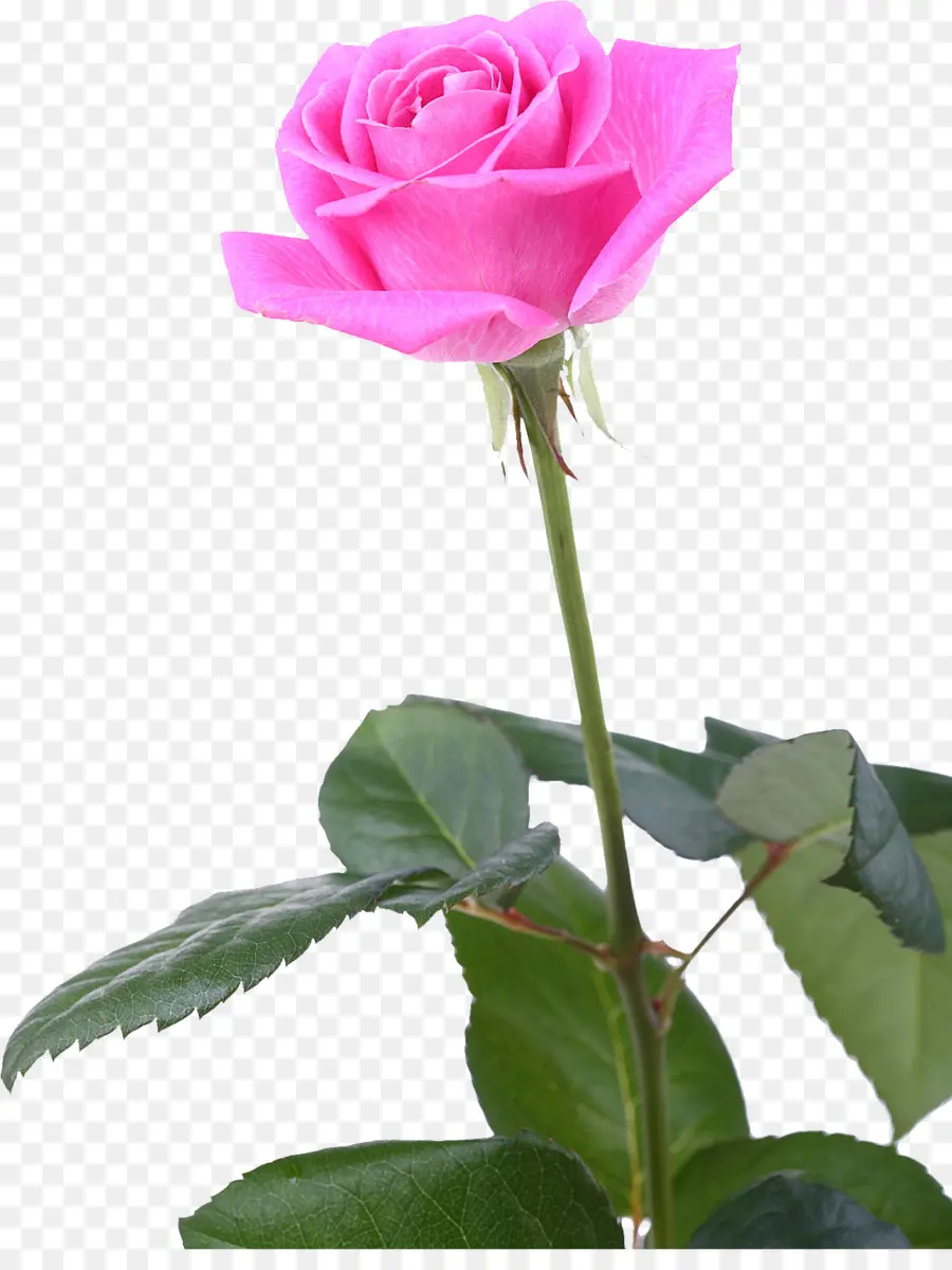 Rosas Rosadas，Provenir PNG