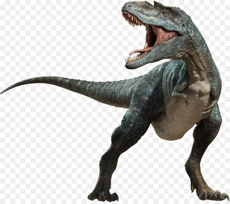 Tyrannosaurus，Fósiles De Dinosaurio PNG