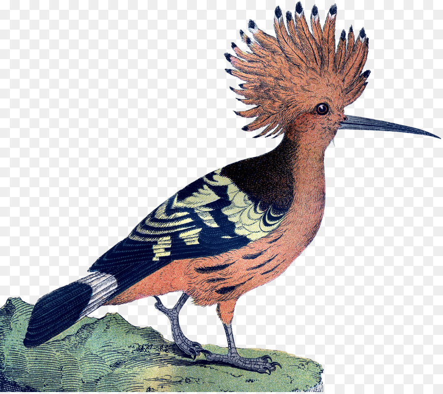 Pájaro，Galliformes PNG