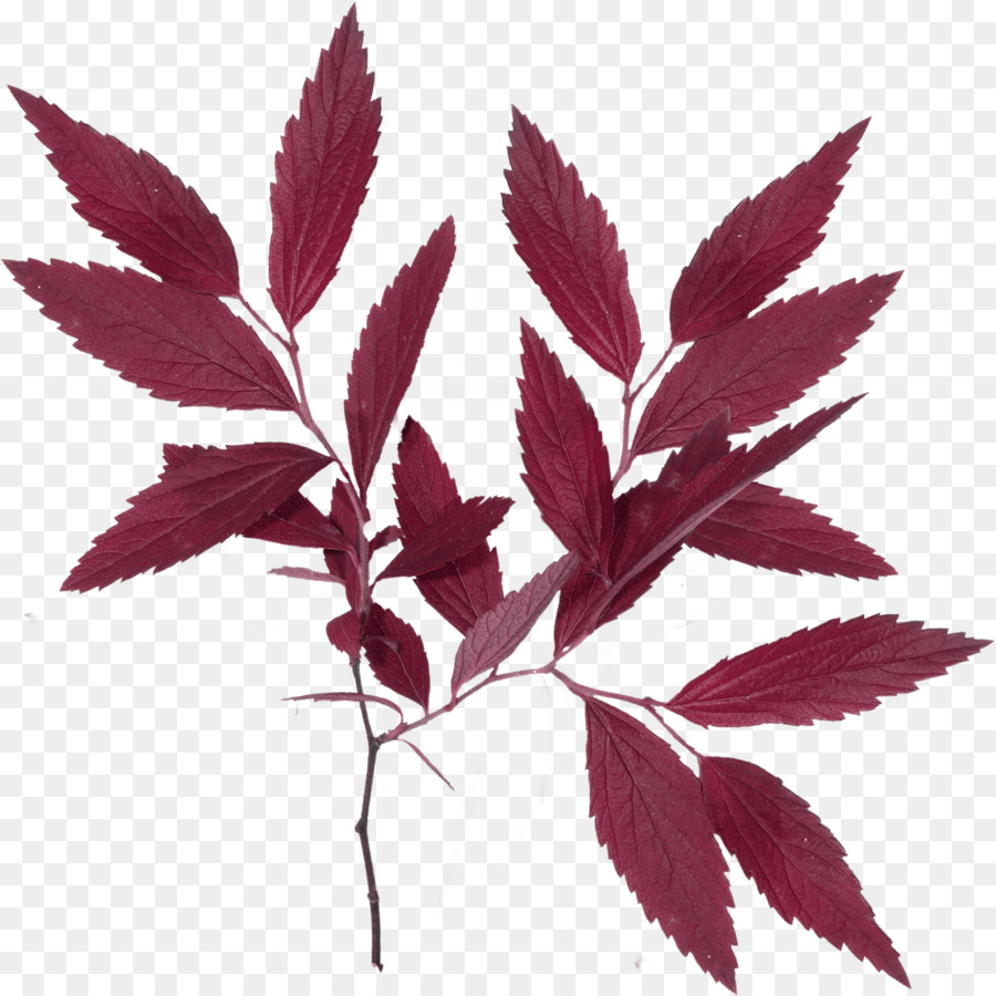 Hoja，Planta PNG