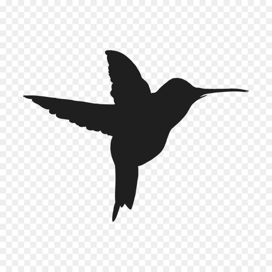 Pájaro Azul，Vuelo PNG