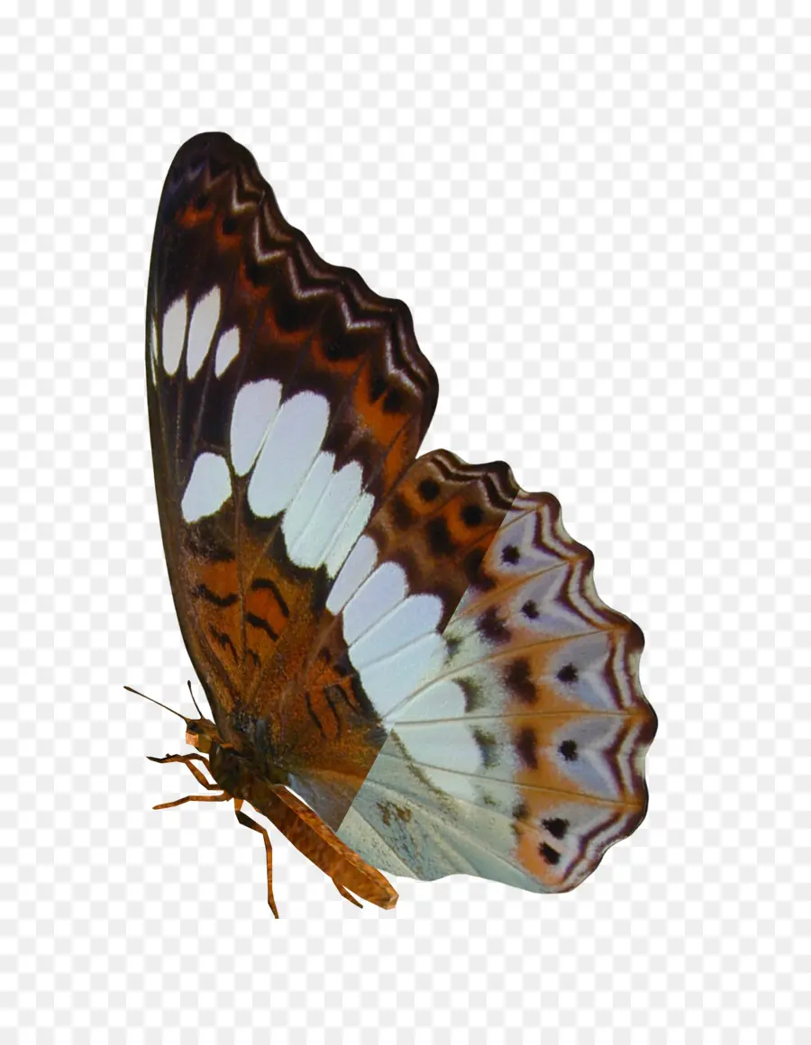 Mariposa，Los Insectos PNG