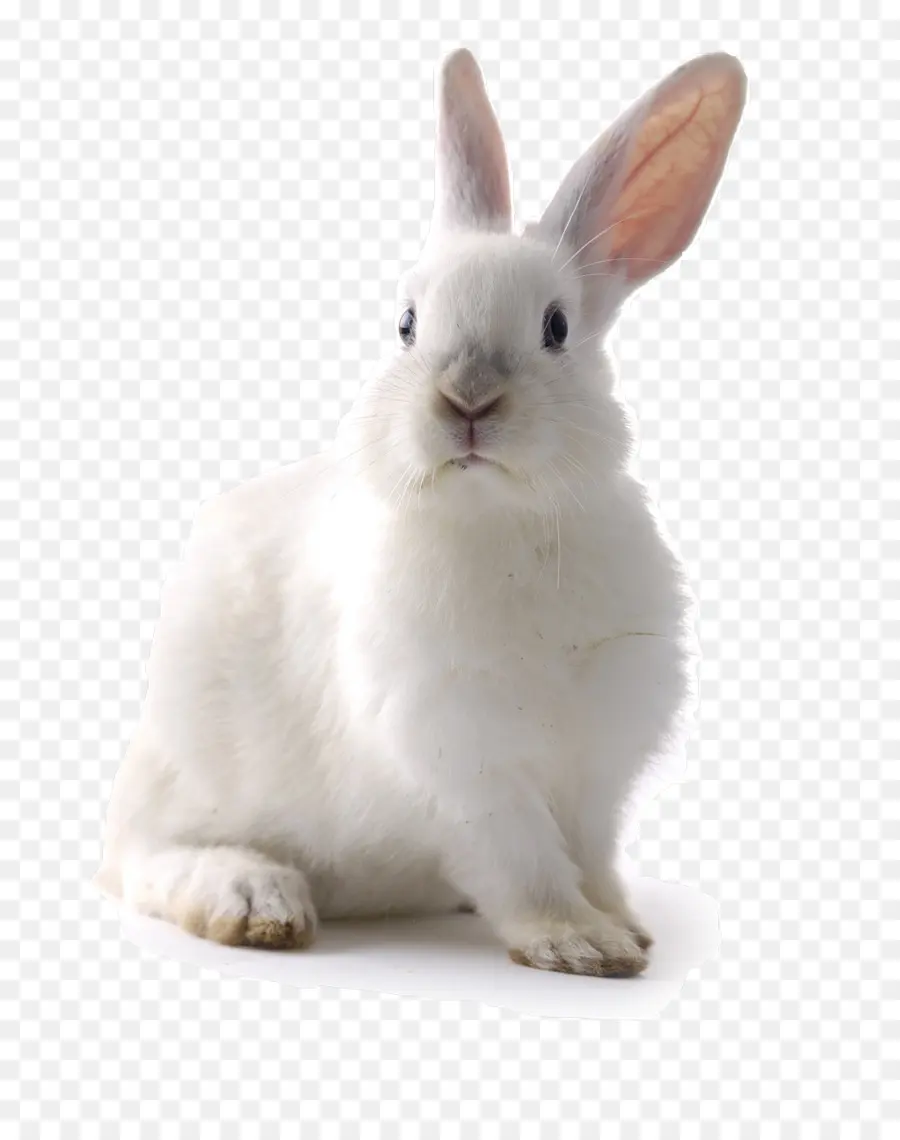 Conejo Blanco，Conejo PNG