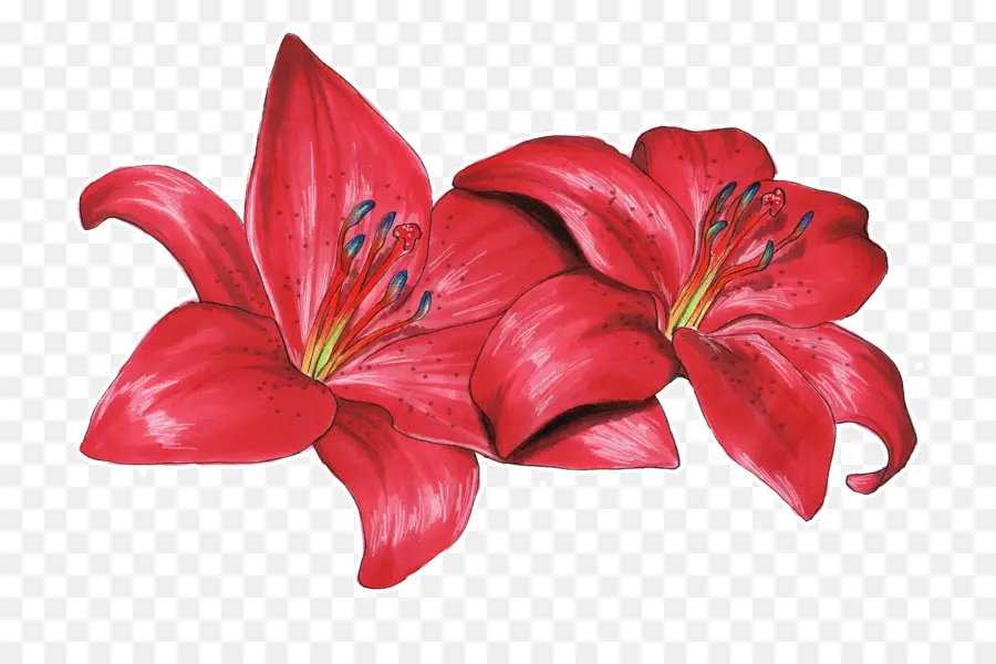 Flor，Dibujo PNG