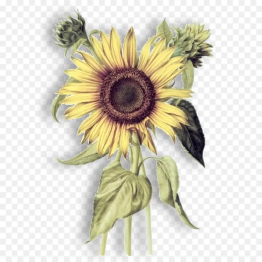 Común De Girasol，La Botánica PNG