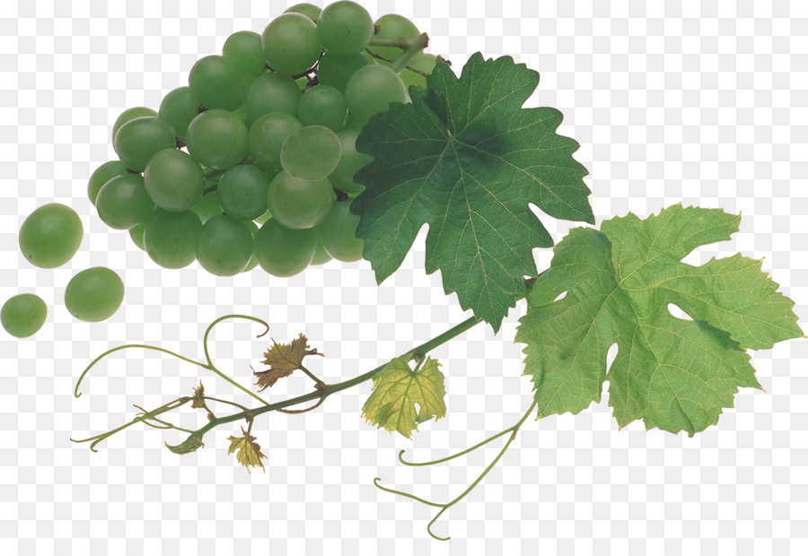 Uvas Verdes，Hoja PNG