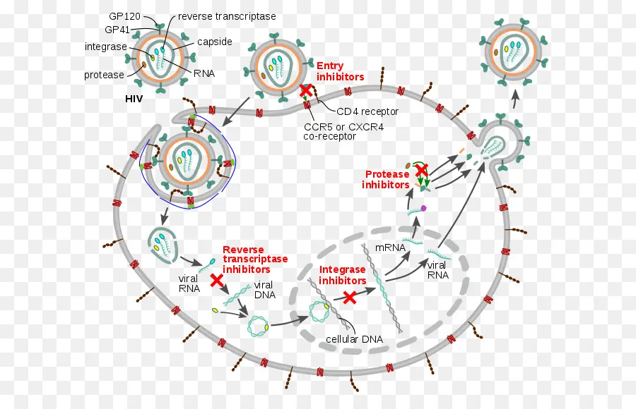 Ciclo De Vida Del Vih，Virus PNG