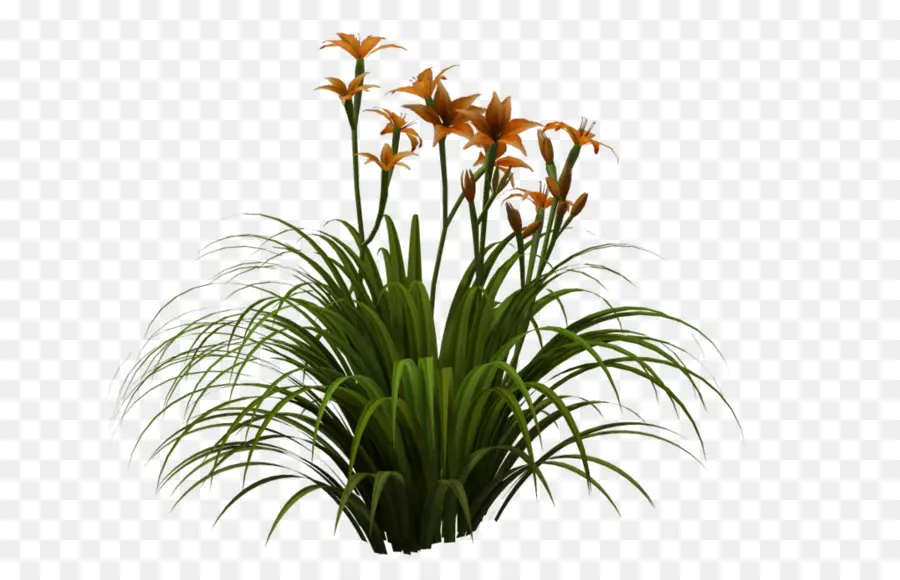 Planta Con Flores，Naranja PNG