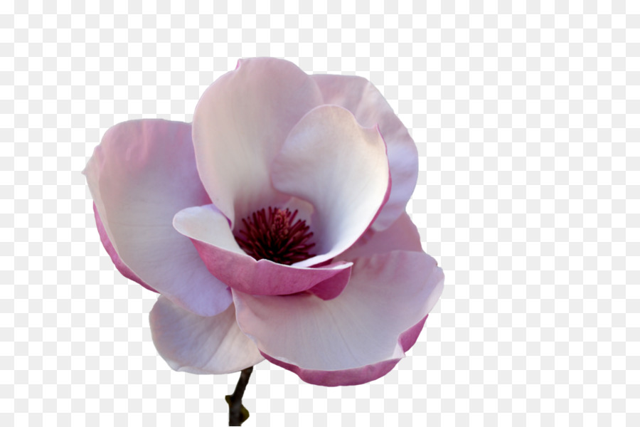 Flor，Florecer PNG