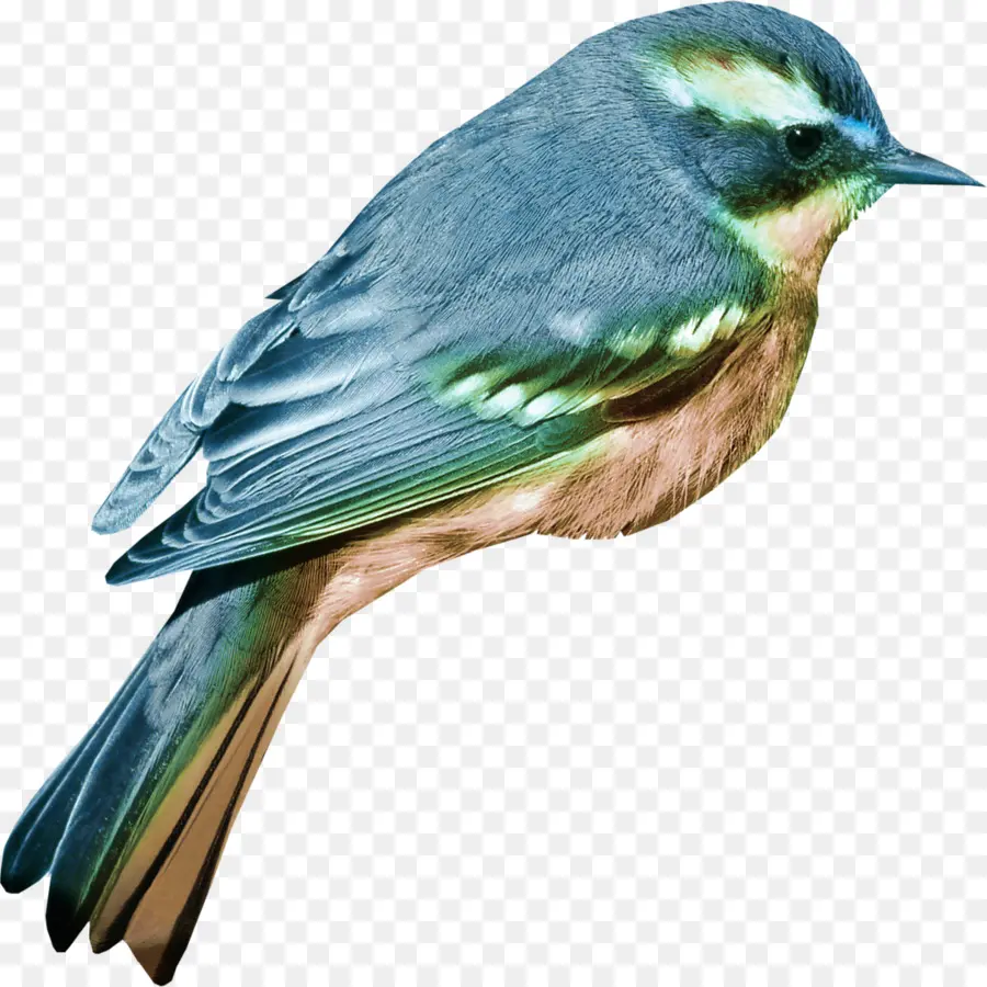 Pájaro Azul，Plumas PNG