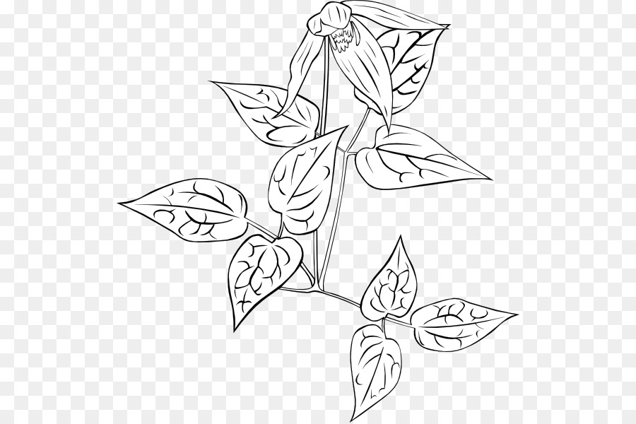 Dibujo De Planta，Hojas PNG