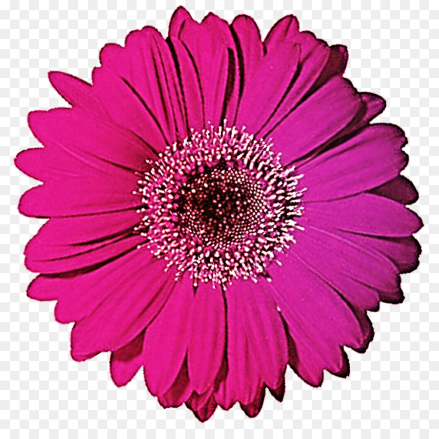 Flor Rosa，Florecer PNG