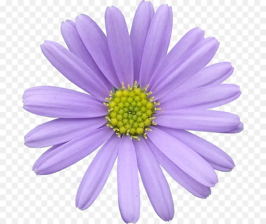 Flor Morada，Florecer PNG