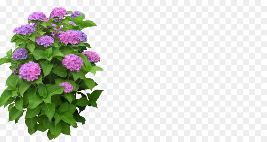 Hortensia，Flor PNG