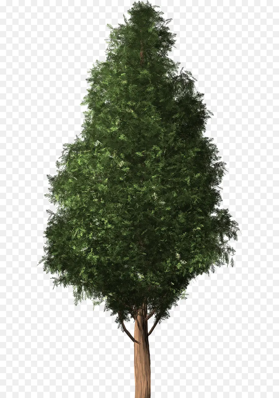 árbol，Cedro PNG