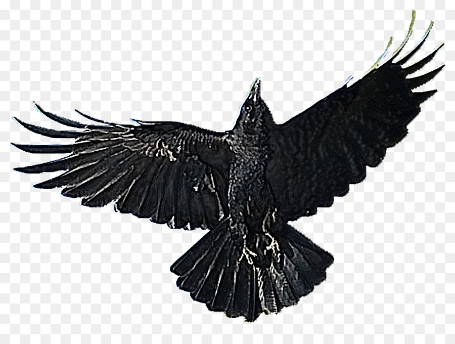 Cuervo Volador，Negro PNG