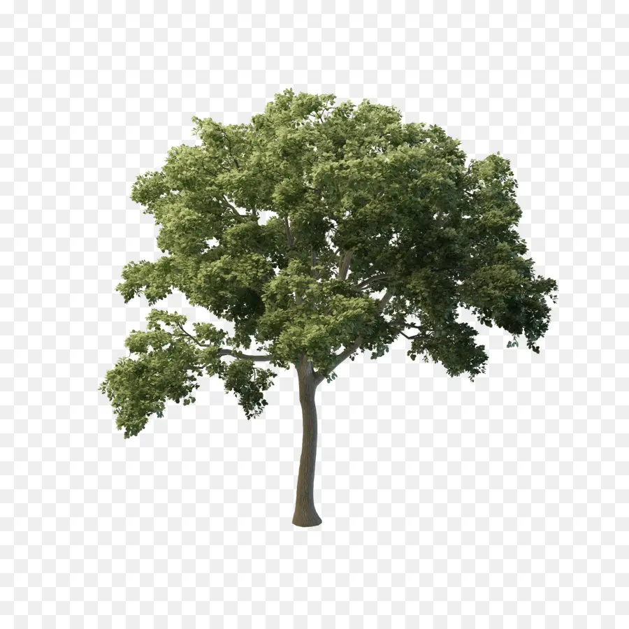 árbol，Butternut PNG