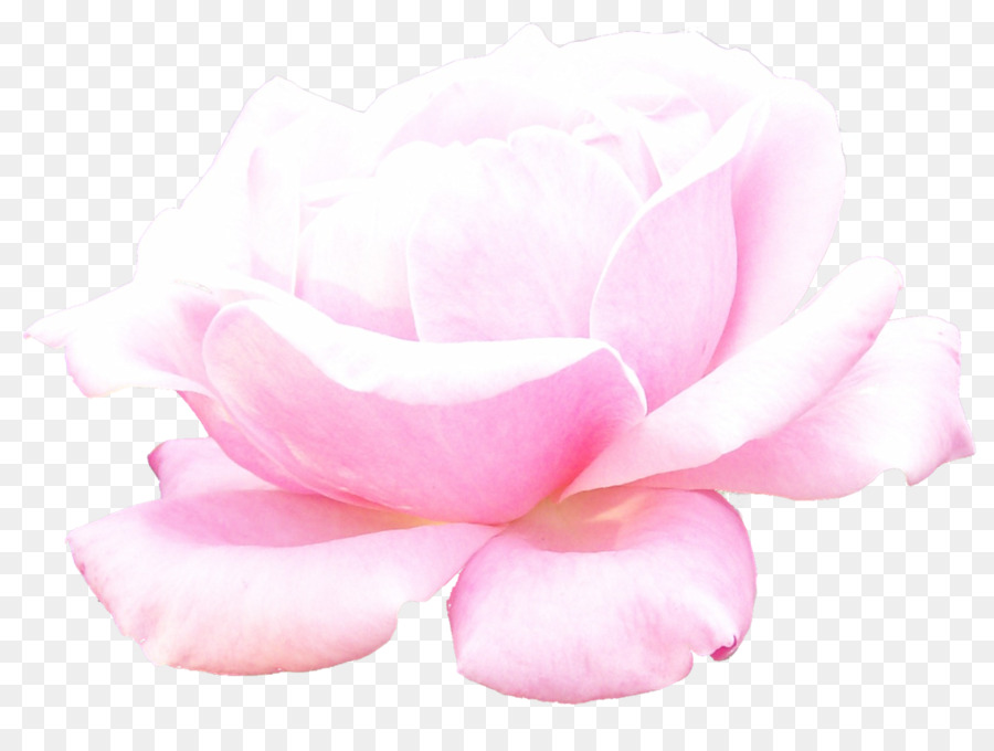 Flor Blanca，Florecer PNG