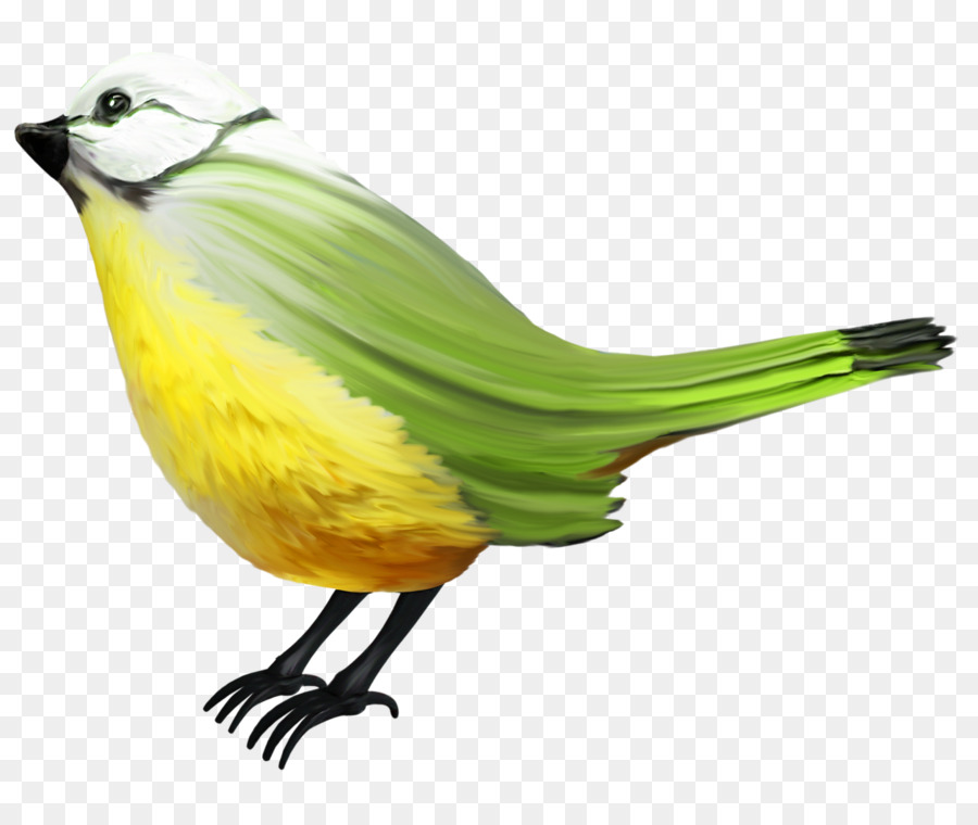 Pájaro，Paseriformes PNG