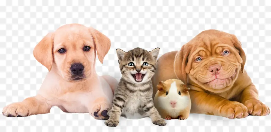 Gatitos Y Cachorros，Lindo PNG