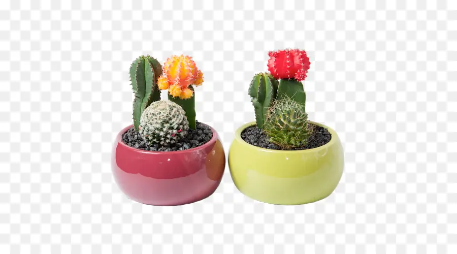 Plantas De Cactus，Suculentas PNG