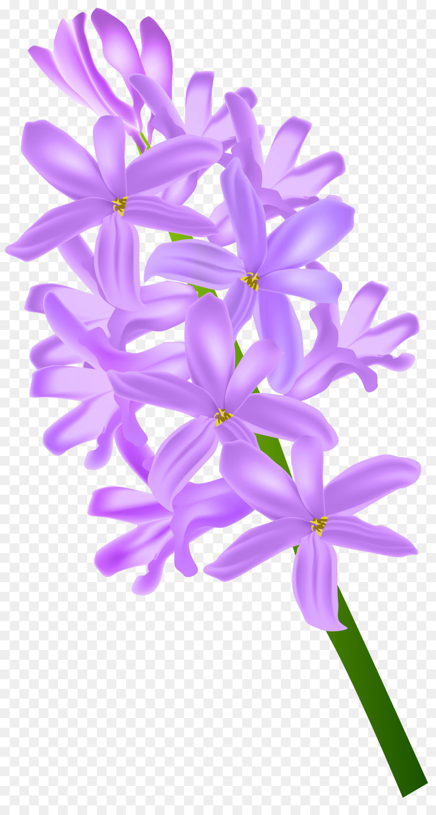 Flor，Violeta PNG