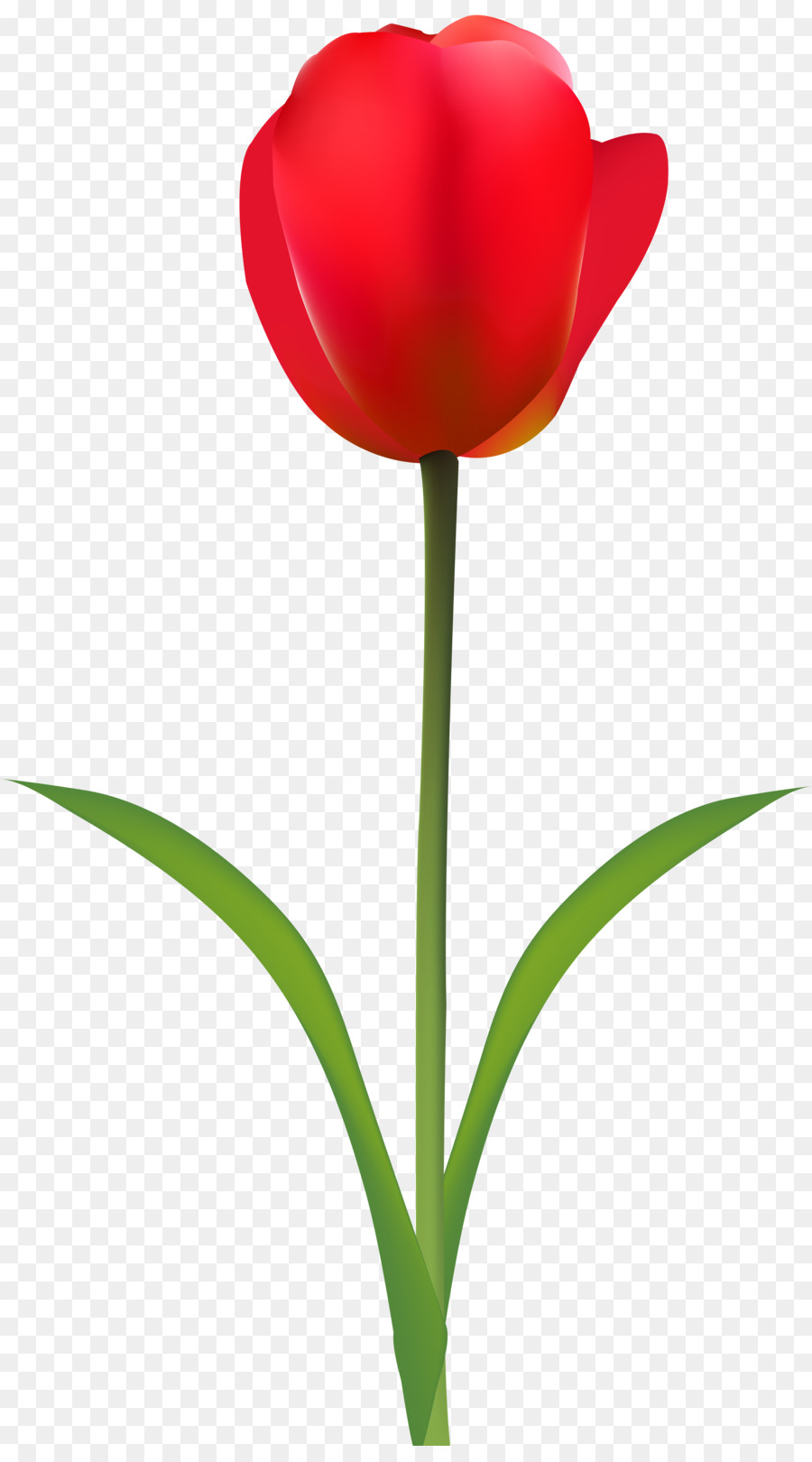 Tulipán Rojo，Provenir PNG