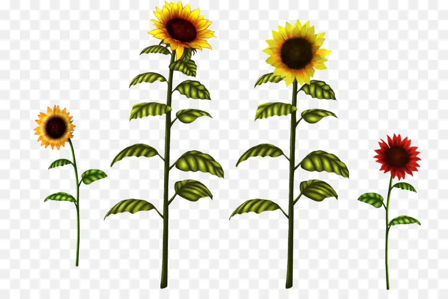 Girasol Común，Dibujo PNG