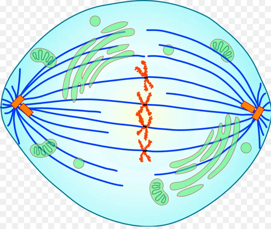 División Celular，Mitosis PNG