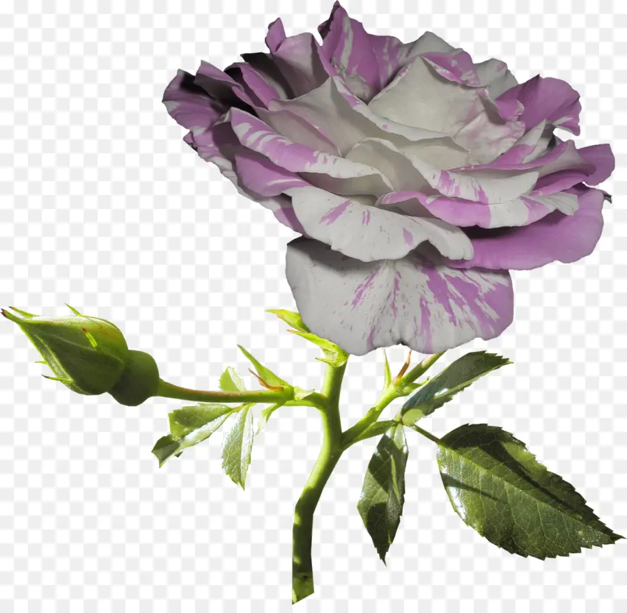 Rosa Morada，Provenir PNG