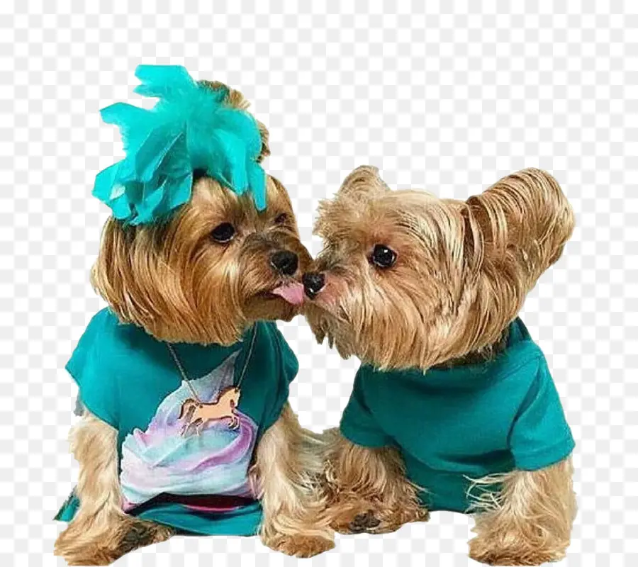 Perros，Mascotas PNG