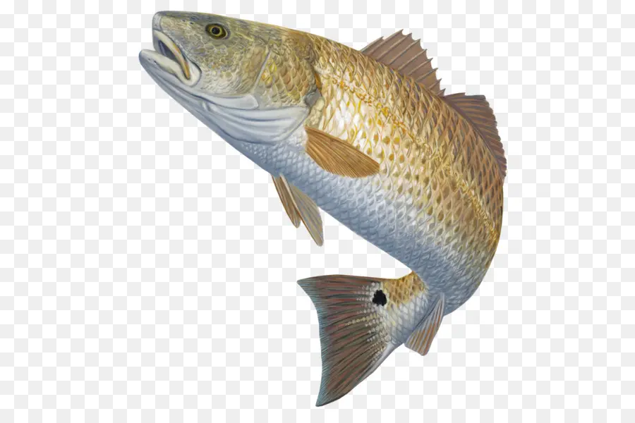 La Pesca，El Tambor Rojo PNG