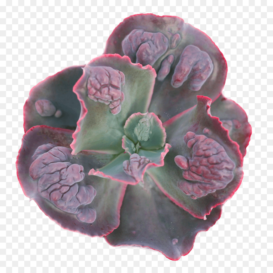 Echeveria，Planta Suculenta PNG