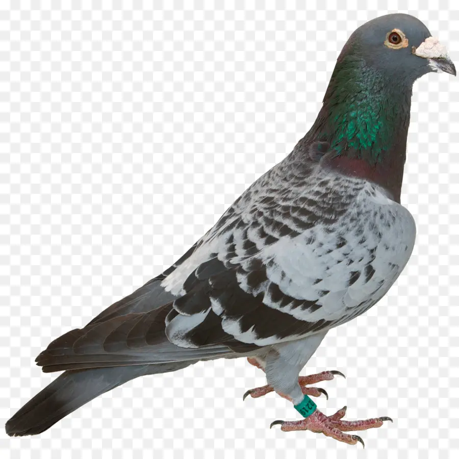 Pájaro，Columbidae PNG