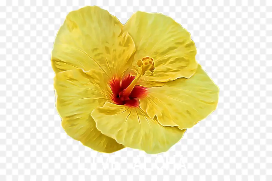 Flor Amarilla，Hibisco PNG