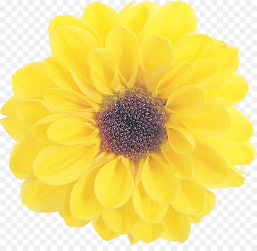 Flor，Amarillo PNG