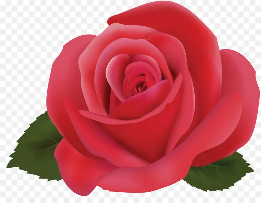 Rosa De La Playa，Rosas Rosadas De La Vida Muerta PNG