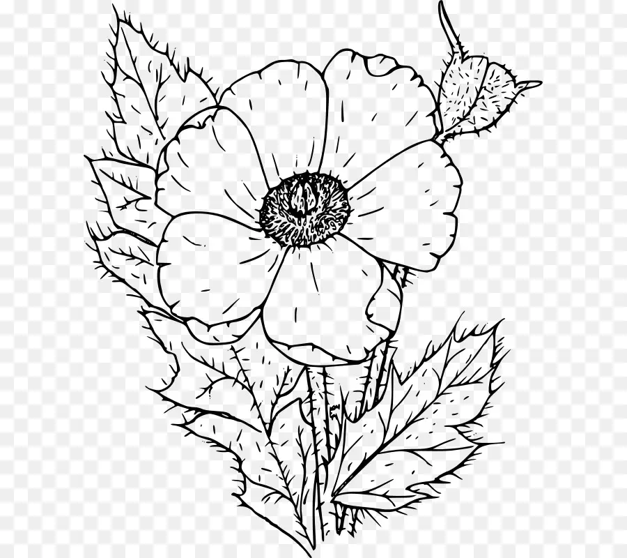 Dibujo De Flores，En Blanco Y Negro PNG