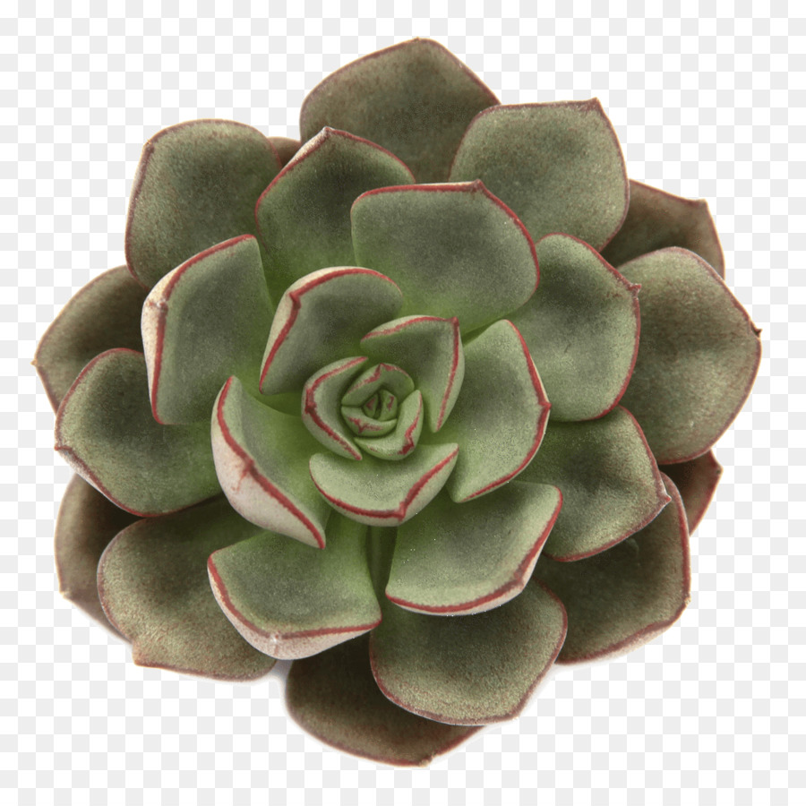 Planta Suculenta，Cactus PNG