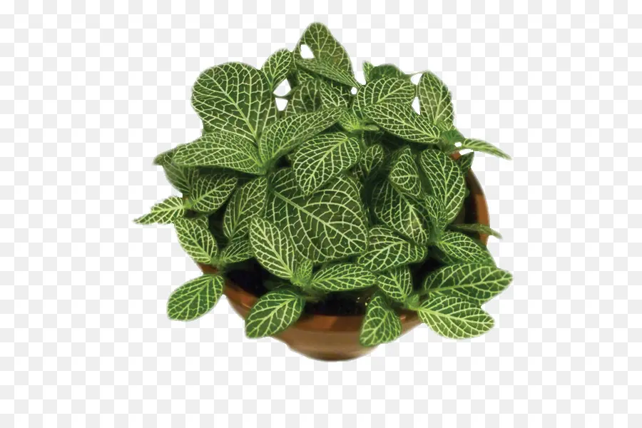 Hoja，Fittonia Albivenis PNG